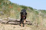 BEAUCERON 252